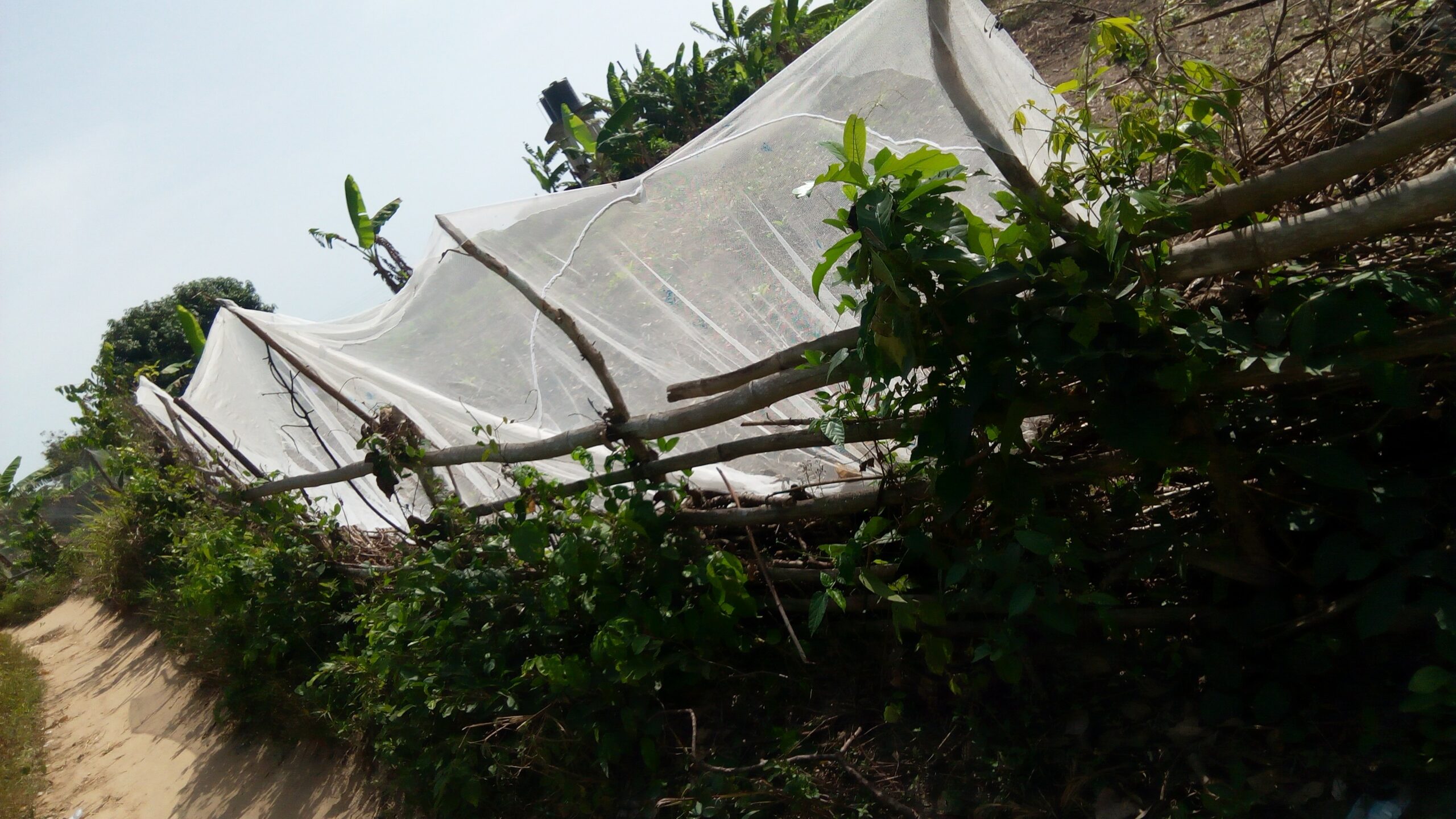 mosquito net